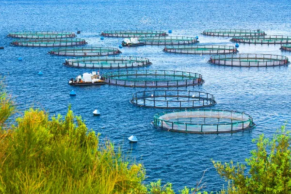 How Technology Can Improve Sustainable Aquaculture