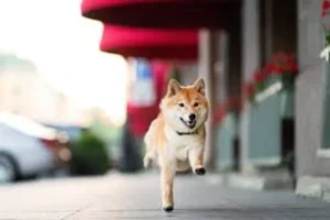 Is Shiba Inu a Long-Term Investment or Just a Beautiful Disaster Waiting to Happen?