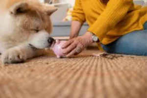 Compassionate Veterinary Care For Every Life Stage