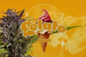 Exploring Gelato Weed Strain: Complete User Guide