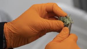 Why More People Are Taking Cannabis Cultivation Into Their Own Hands