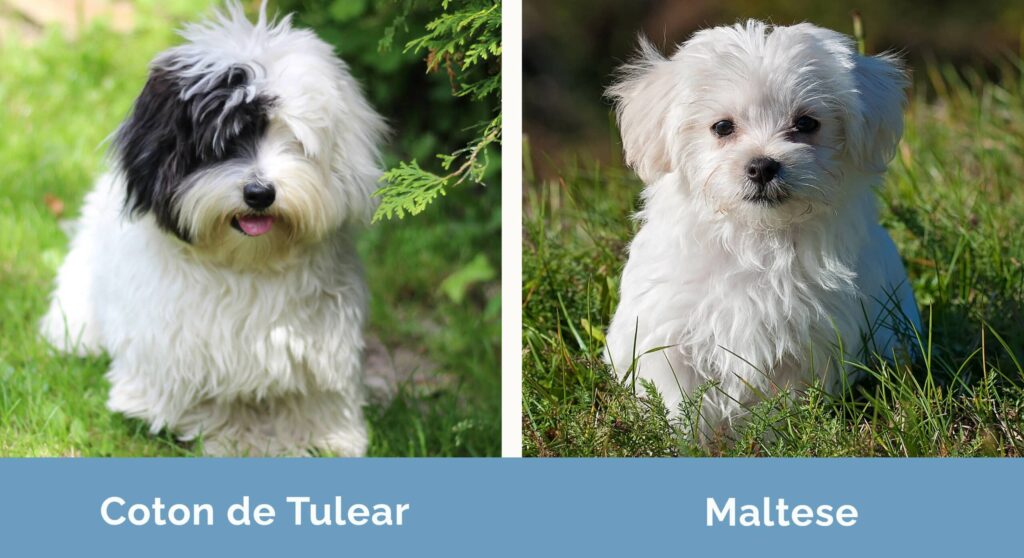 Coton de Tulear Puppies: How They Compare to Maltese Breeds 