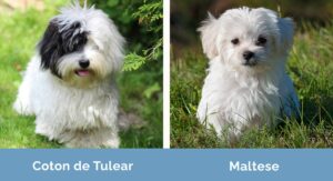 Coton de Tulear Puppies: How They Compare to Maltese Breeds 