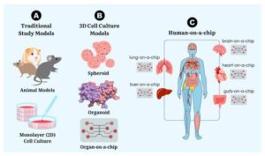 How Cell Culture Models Are Advancing Neuroscience Research