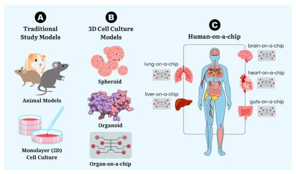 How Cell Culture Models Are Advancing Neuroscience Research
